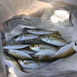 同付き仕掛けでアジ順調